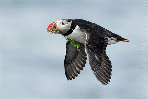 Atlantic puffin with nesting material — Nature Photography Blog