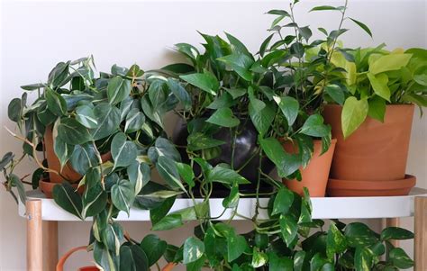 How To Grow A Money Plant - Indoor Plants