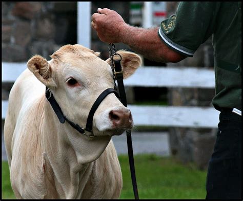 Warkworth Fall Fair 2008 | say cheez | Flickr