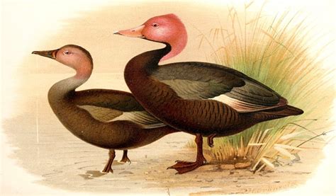 Pink-Headed Duck: Researchers Unravel Mystery Behind Unique Feathers ...