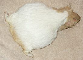 Guinea pig pregnancy and babies-cute pictures | Interesting Pictures