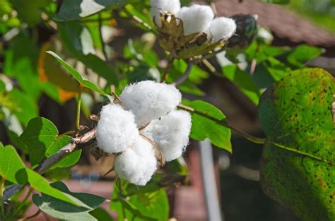 3+ Hundred Cotton Seed Containers Royalty-Free Images, Stock Photos & Pictures | Shutterstock