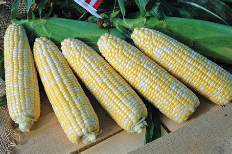 22 of the Latest Sweet Corn Varieties [slideshow] - Growing Produce