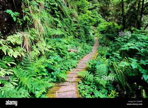 West Coast Trail, boardwalk path in fern forest, Vancouver Island ...