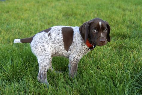 Adventures of a GSP Hunting Dog: Choosing a Hunting Dog Breeder