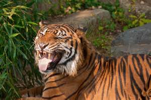 File:Tiger teeth.jpg - Wikimedia Commons