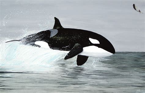 File:Orcinus orca-Zeichnung.jpg - Wikimedia Commons