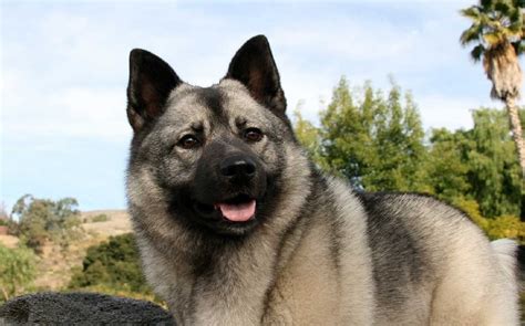 Norwegian Elkhound's Non Aggressive Temperament with Confident ...