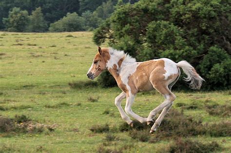 Photo: New Forest Baby Pony Running Gallop IMG 3774