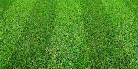 Premium Photo | Green grass field pattern background for soccer and football sports.