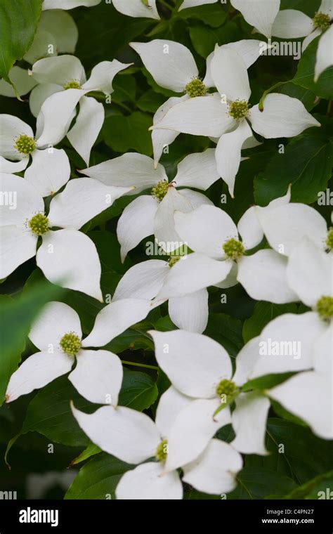 Cornus Kousa Shrub Stock Photo - Alamy