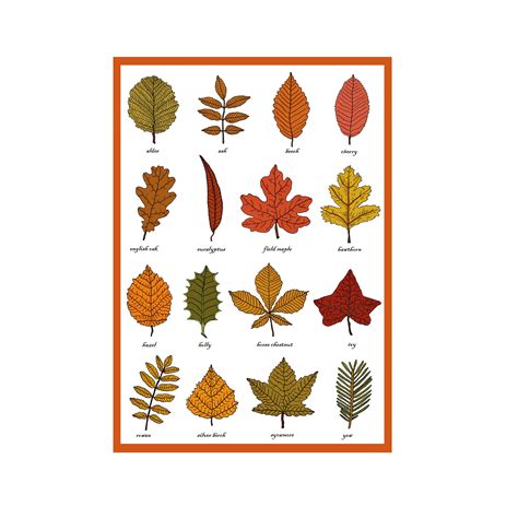 Autumn Leaves Greetings Card Leaf Identification Chart Plant Morphology ...