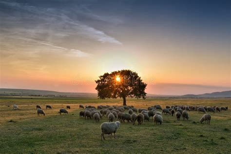 Flock of Sheep Grazing in a Hill at Sunset. Stock Image - Image of ...