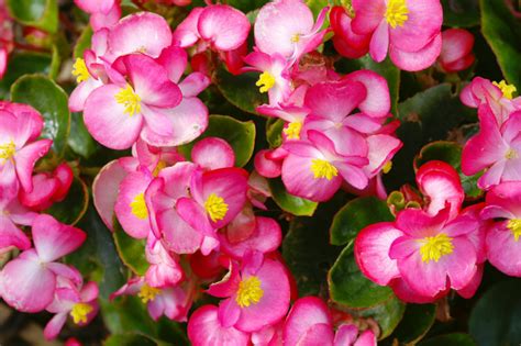 Using A Polybag, Begonia Tubers Can Be Started Indoors 8 Weeks Before Last Frost | Horticulture ...