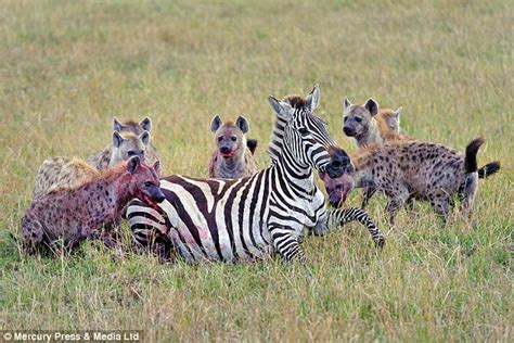 Nature at its most brutal: Tragic end for heavily pregnant zebra as it is eaten alive by a pack ...