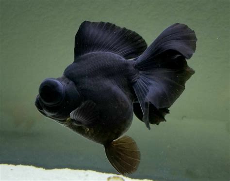 Butterfly Goldfish Black - Butterfly Mania