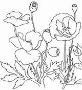 Poppy Flower Printable Coloring Pages  Best Site sketch template