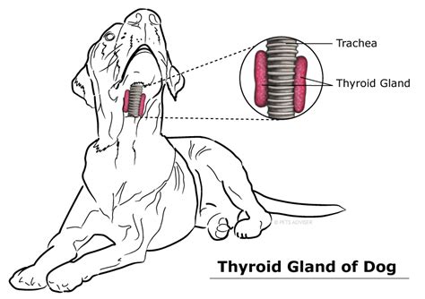 Thyroid Problems in Dogs: What You Need to Know (Vet-Approved Advice)