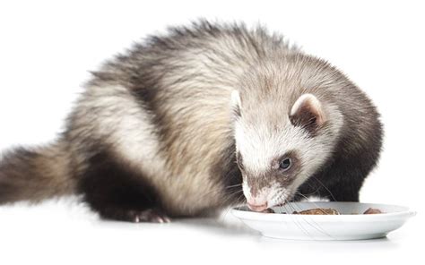 Best Ferret Food - Natural, Healthy Meals For Ferrets