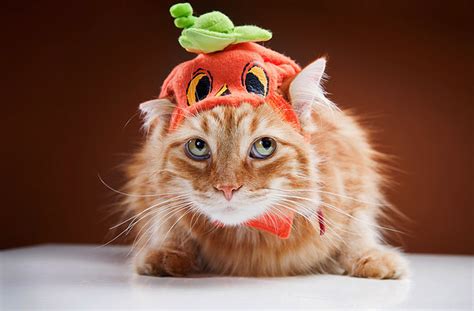 Catsparella: 20 Cats in Festive Pumpkin Costumes