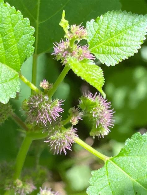 July 2022 Mystery Plant - Among Rhode Island Wildflowers