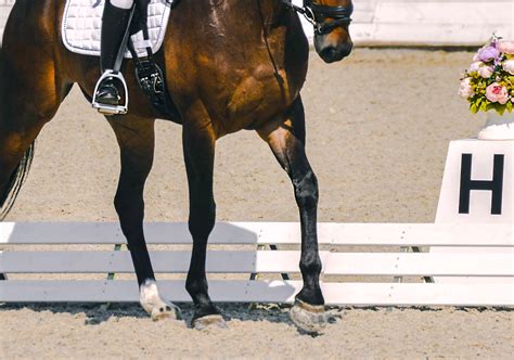 How to Ride and Improve Your Horse’s Walk ⋆ How To Dressage