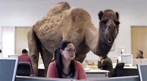 GEICO-Hump-Day-Camel-Commercial-Happier-than-a-Camel-on-Wednesday-YouTube - Eduardo Angel ...