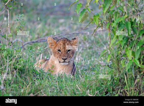 Young Lion cub laying down on the Masai Mara Kenya Stock Photo - Alamy