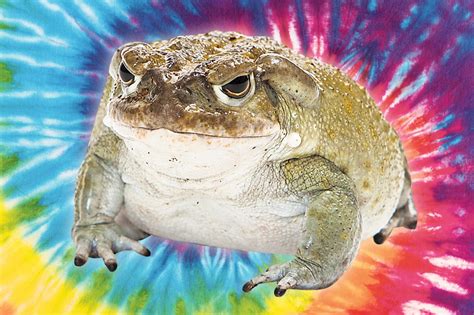 The hottest new psychedelic drug is illegal toad venom