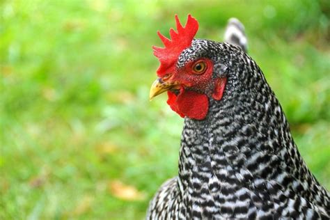 Cuckoo Marans Chickens: Breed & Care Guide - Eco Peanut