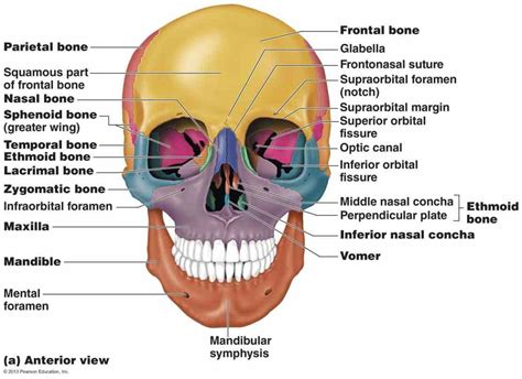 Human Skull Diagram Without Labels