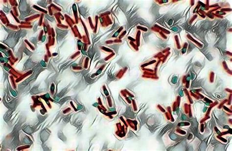 Endospore Staining Technique- Principle, Requirements, Procedure & Results Read Here: https ...