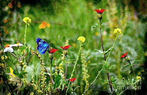 Blue Butterfly In Meadow Photograph by John Kolenberg - Fine Art America