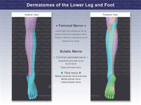 Lower Extremity Dermatomes Foot