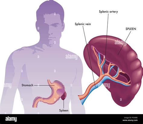 Splenic Artery