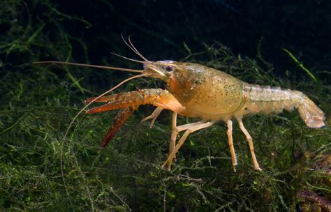 Crayfish - The Care, Feeding and Breeding of Freshwater Crayfish ...