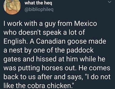 Cobra chicken : r/NonPoliticalTwitter