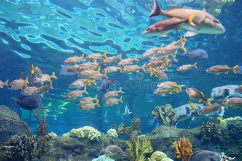 Big group of Tropical fish stock photo. Image of group - 101484780