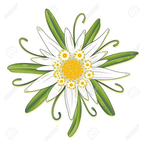 Colorful Edelweiss, Oktoberfest Stock Vector - 21682418 | Edelweiss ...