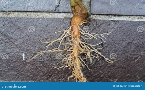 Fibrous and Tap Root Systems - Monocots Have a Tap Fibrous System Stock ...