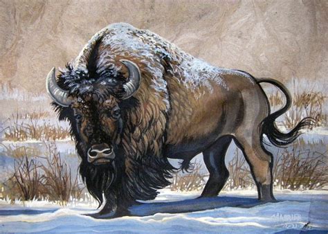 🔥 [50+] American Bison Wallpapers | WallpaperSafari