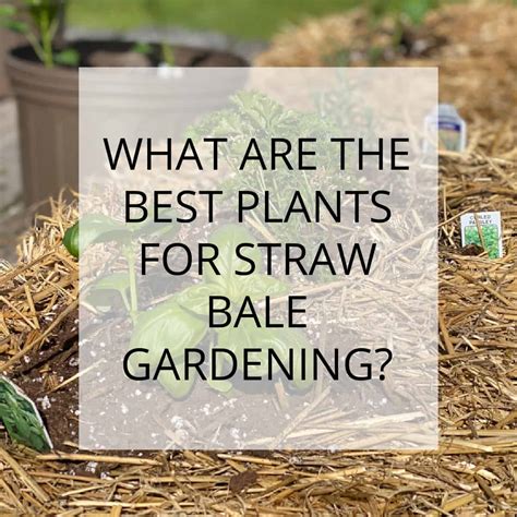 Best plants for straw bale gardening | Simple Living Country Gal