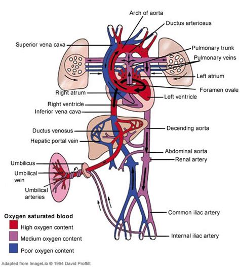 What type of blood do each of the umbilical blood vessels carry? | Socratic