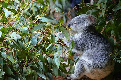 What Do Koalas Eat? | What Eats Koalas? | Biology Explorer