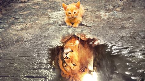 nature, animals, cats, kittens, lion, wild cat, water, reflection, imagination, baby animals ...