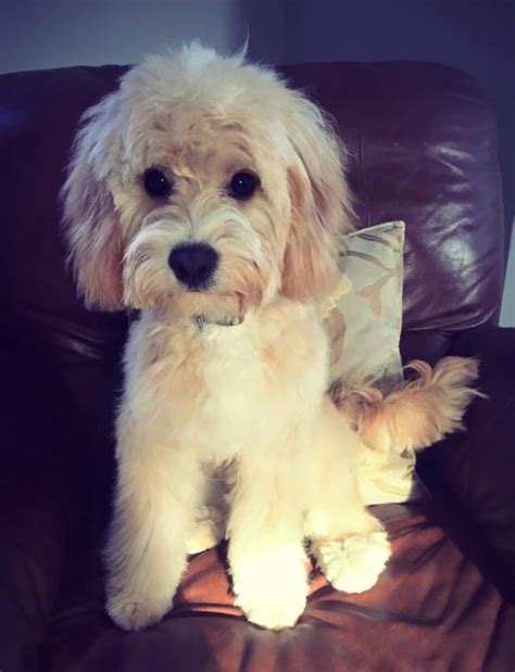 Our 7 month champagne Cavapoo after his first groom | Cavapoo, Puppy ...