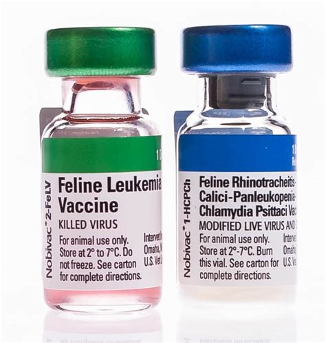 Nobivac® Feline 1-HCPCh + FeLV, 25 x 1 ds | Santa Cruz Animal Health