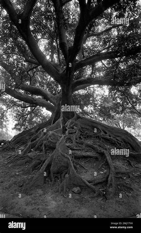 Ombu tree in downtown Buenos Aires, Argentina Stock Photo - Alamy