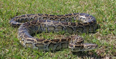 The Giant Burmese Python | Critter Science