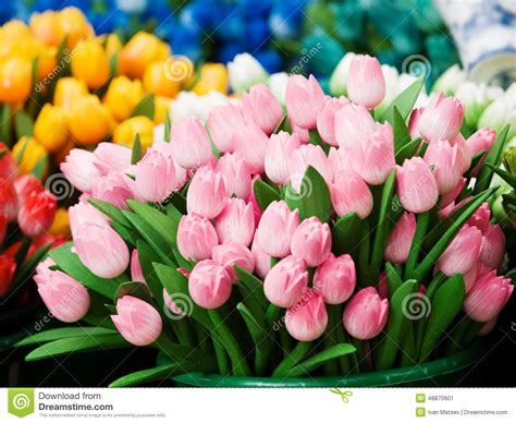 Dutch Tullips in Netherlands Stock Image - Image of flower, tulip: 48870601